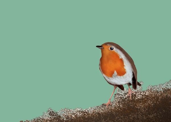 Image of Alright Bird - Robin