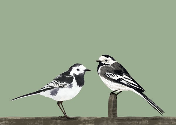 Image of Alright bird - Wagtails
