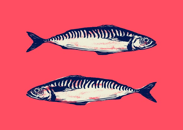 Image of Two Mackerel 