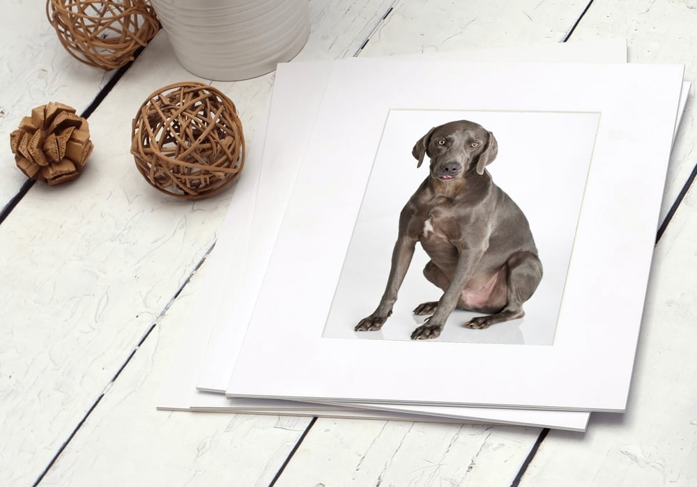 Image of Paws