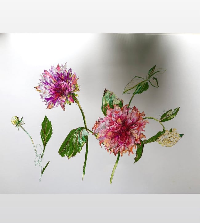 Dahlias | The Majesty of an Ending
