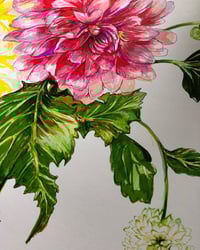 Image 2 of Dahlias | Effervescence 