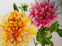 Image 3 of Dahlias | Effervescence 