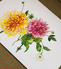 Image 1 of Dahlias | Effervescence 