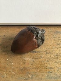 Image 1 of Acorn 