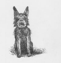 Black Shuck (English folklore)