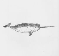 A narwhal