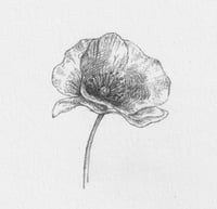 A poppy (drawn on Remembrance day)