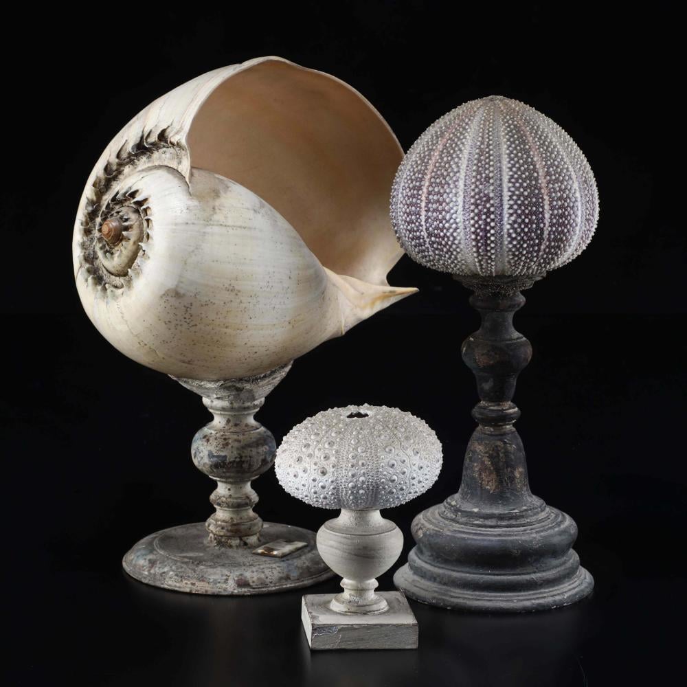 Image of A marine Wunderkammer collection