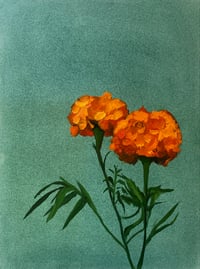 Marigolds