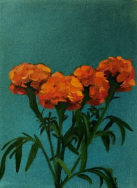 Marigold group