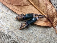 Image 5 of Organic Pod and Roman glass earrings/ n94