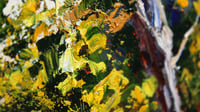 Image 4 of - Preparations for Sunset -
