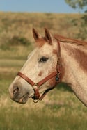 Bless This Horse - Halter Tag
