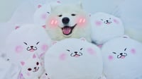 Image 1 of (Tofu) Samoyed Pillow Plush