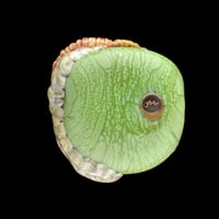 Image 2 of XL. Duncan the Wooly ram sheep - Flamework Glass Sculpture Bead