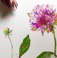 Image 4 of Dahlias | The Majesty of an Ending