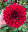 Dahlia Thelma Maude