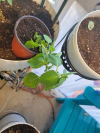 Image 1 of Heirloom Holy Basil live plant 