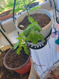 Image 5 of Heirloom Holy Basil live plant 