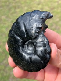 Image 6 of Black Ammonite Fossil With Pyrite #2634