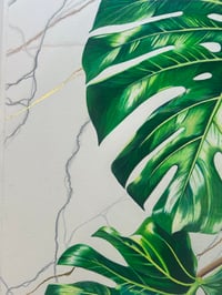 Image 4 of Monstera