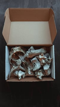 Image 4 of bone box 1