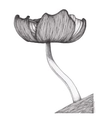 Black & White Ink Cap Mushroom - Original Art & Prints