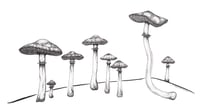 A forrest of Mushrooms - Original Art - Pen and Ink - Black and White