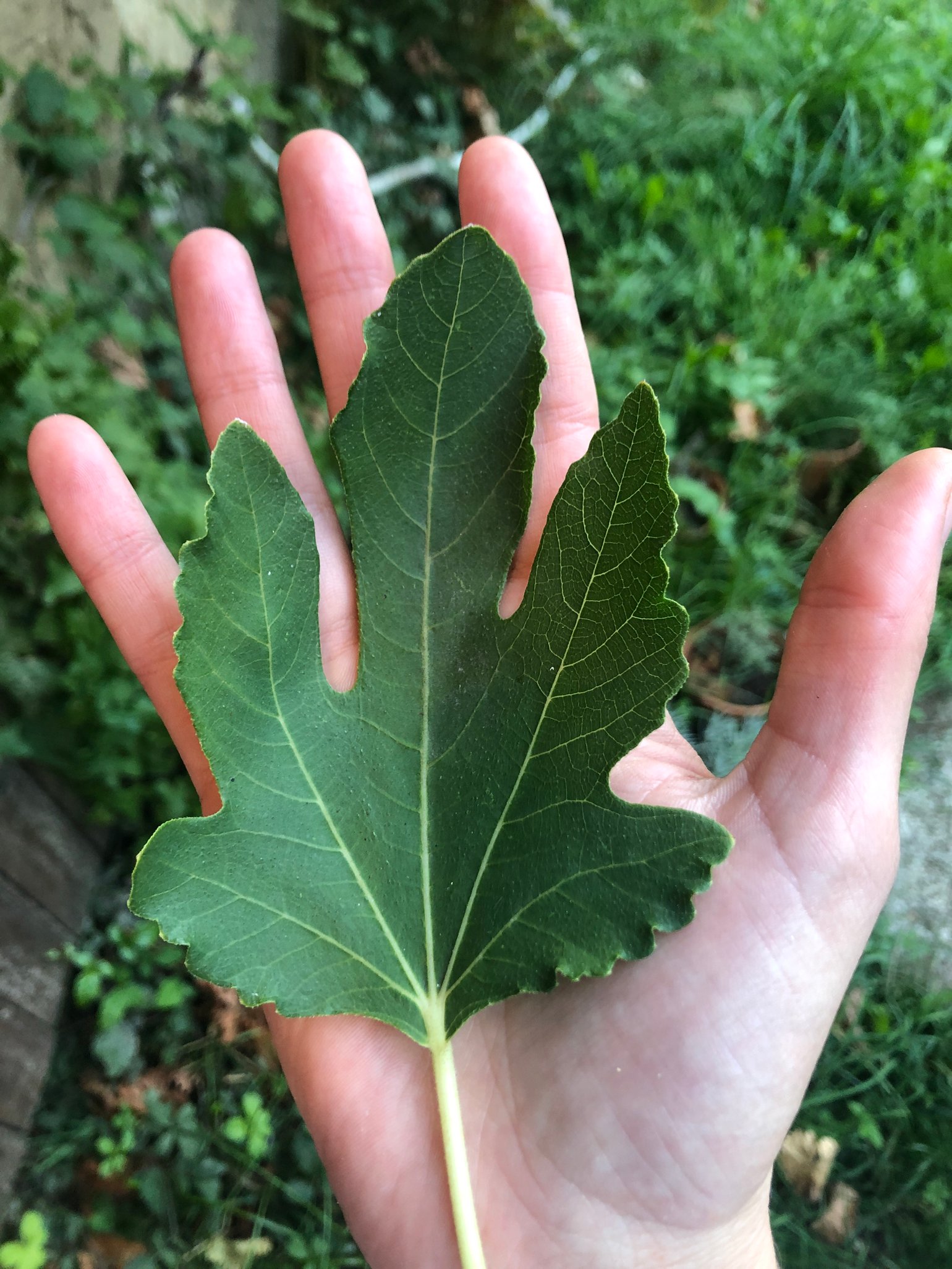 Image of Feuilles de figuier 