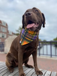Image 4 of Halloween Plaid/I Do Tricks for Treats REVERSIBLE bandana 