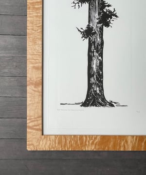 Giant Redwood and Douglas Fir Sunrise Framed in Salvaged Western Maple