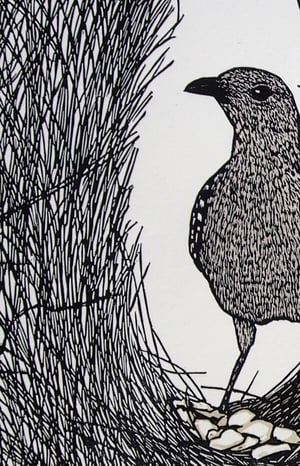 Image of 'Pink Crown' (Linocut of the Great Bowerbird) (4 available)