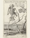 ''Skeleton with bow and arrow''  (1573-1649)