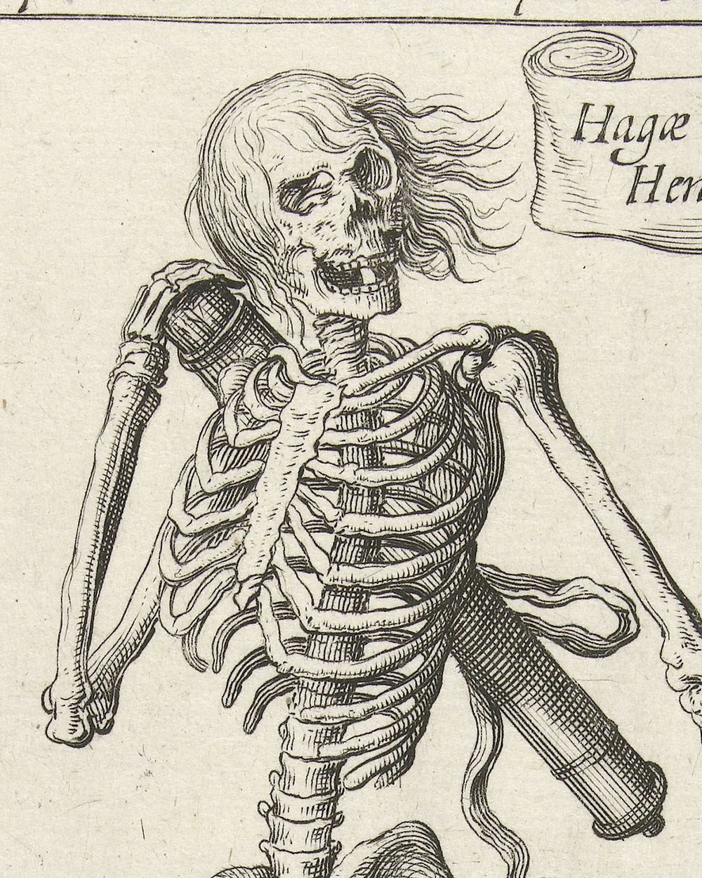 ''Skeleton with bow and arrow''  (1573-1649)