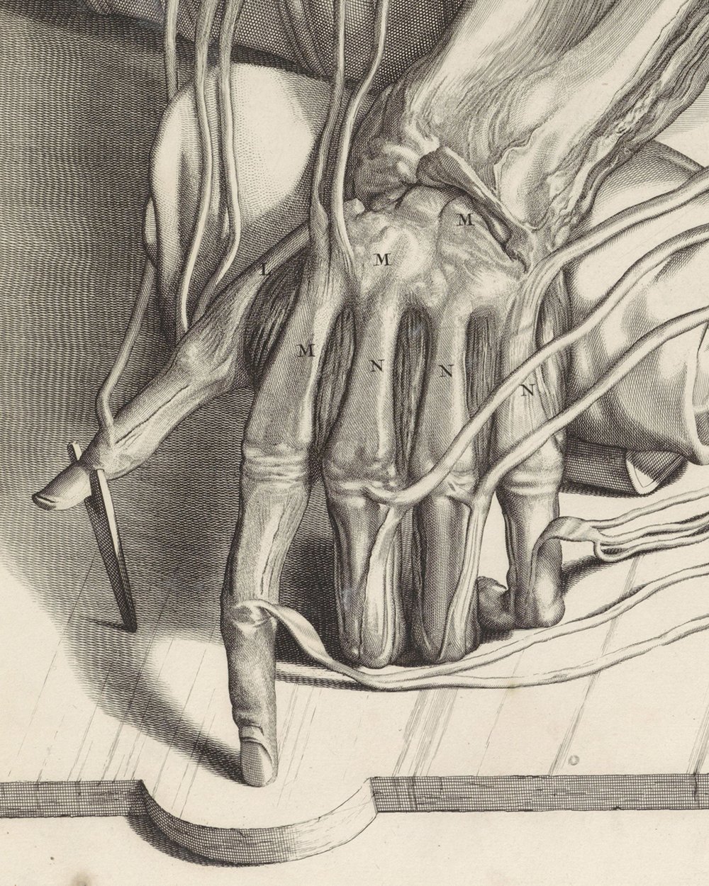 ''Anatomical study of the tendons and bones of the left hand'' (1685)