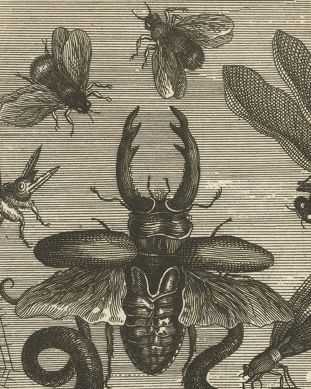 ''De Insectis'' (1657)