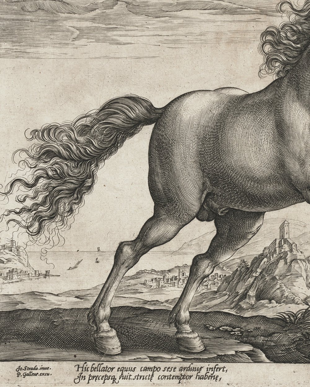 ''Wild horse'' (1577 - 1581)