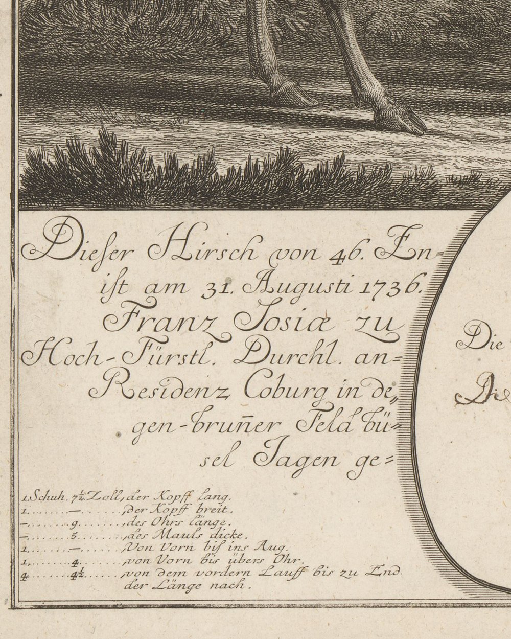 ''Very large deer'' (1740 - 1767)