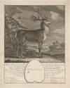 ''Very large deer'' (1740 - 1767)