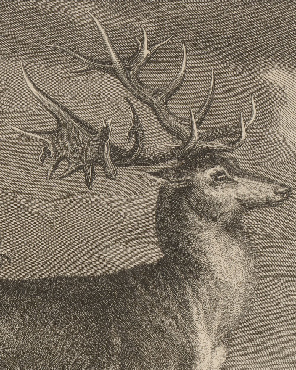 ''Very large deer'' (1740 - 1767)