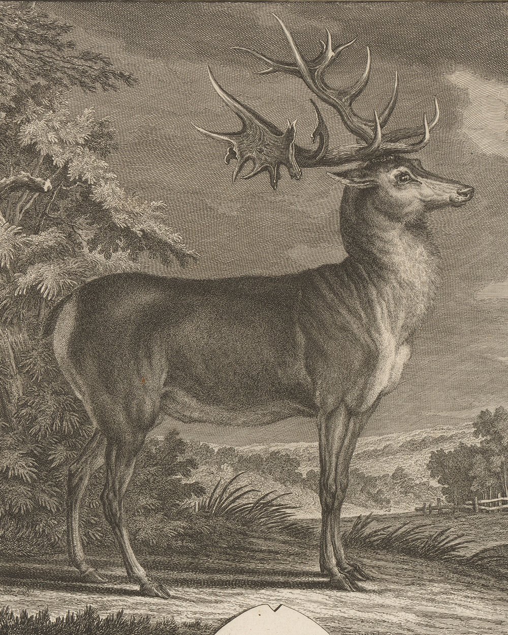 ''Very large deer'' (1740 - 1767)