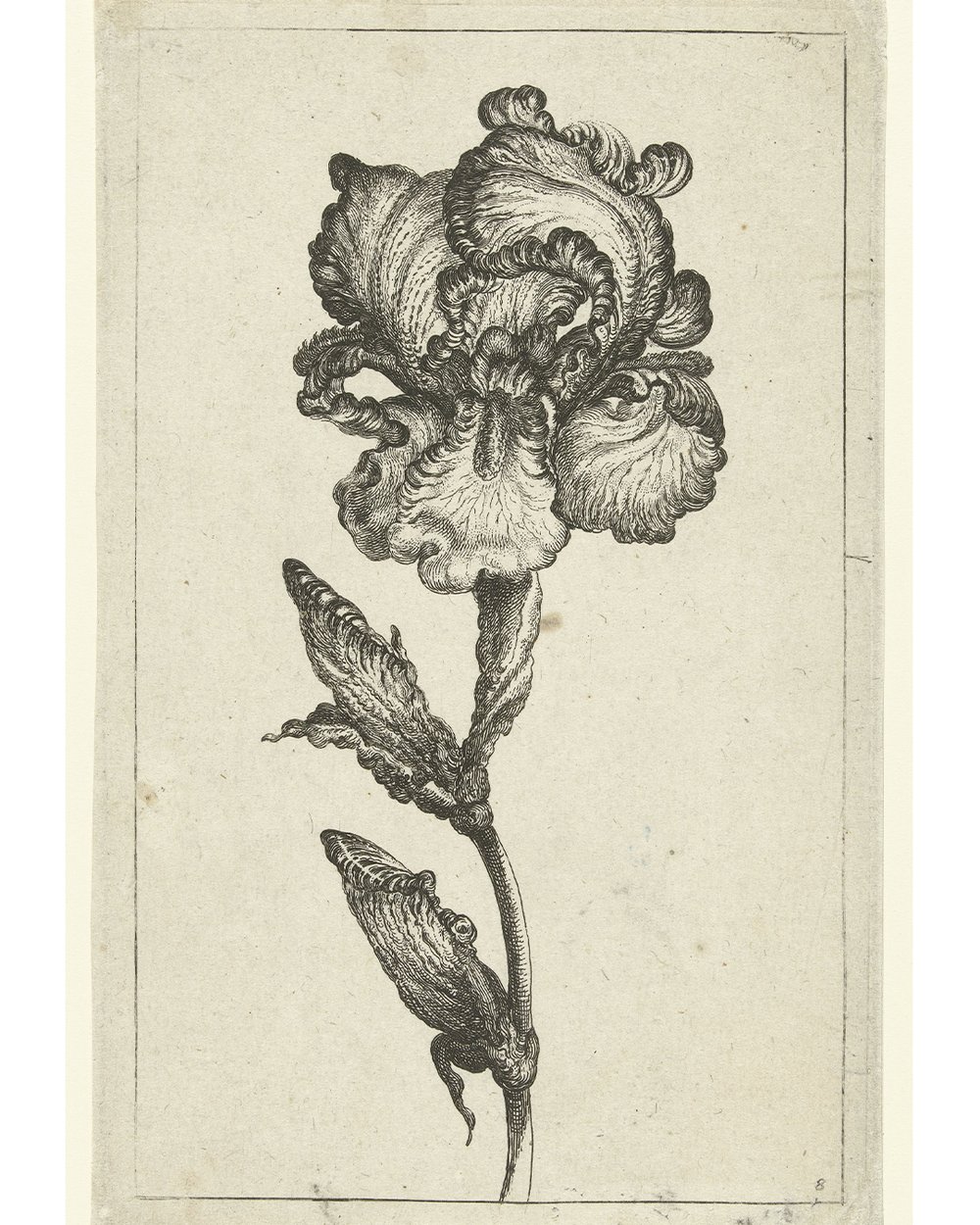 ''Iris'' (1630 - 1690)