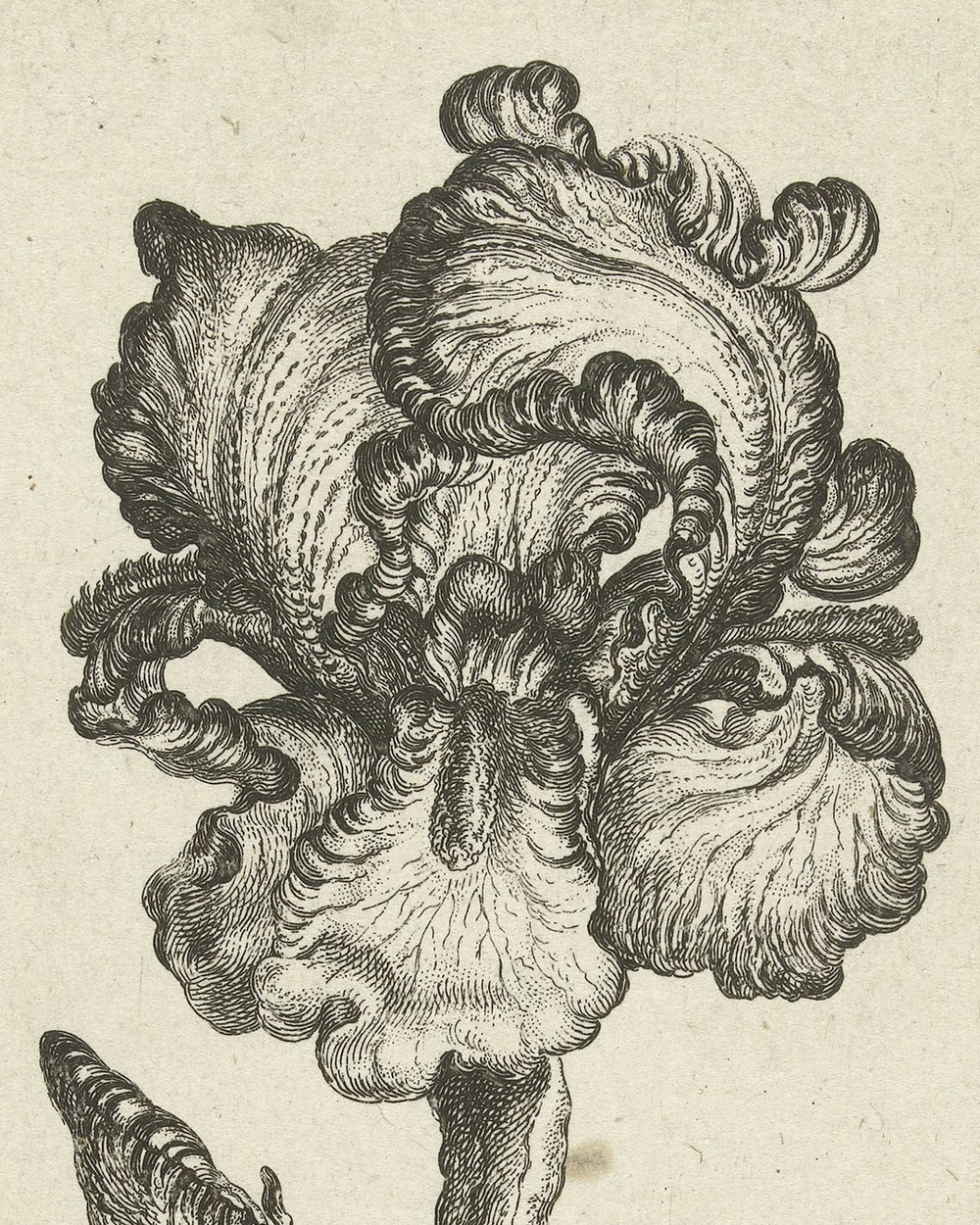 ''Iris'' (1630 - 1690)