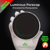 Luminous Porecap (Favolaschia Manipularis) Live Mycelium Mushroom Culture Spawn Seed