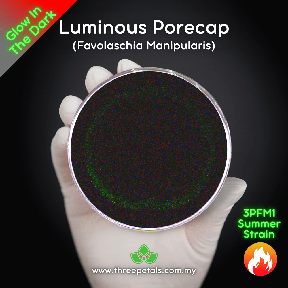 Luminous Porecap (Favolaschia Manipularis) Live Mycelium Mushroom Culture Spawn Seed