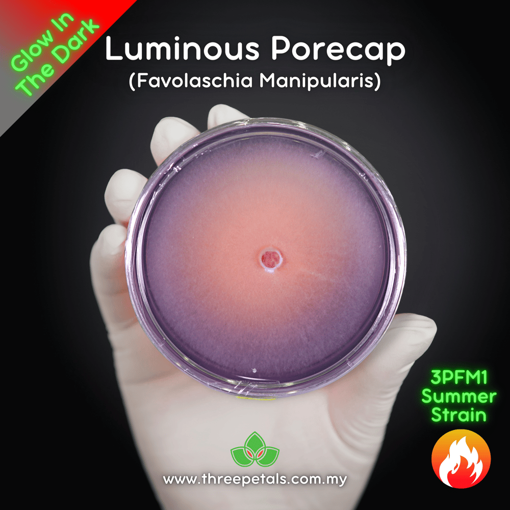 Luminous Porecap (Favolaschia Manipularis) Live Mycelium Mushroom Culture Spawn Seed