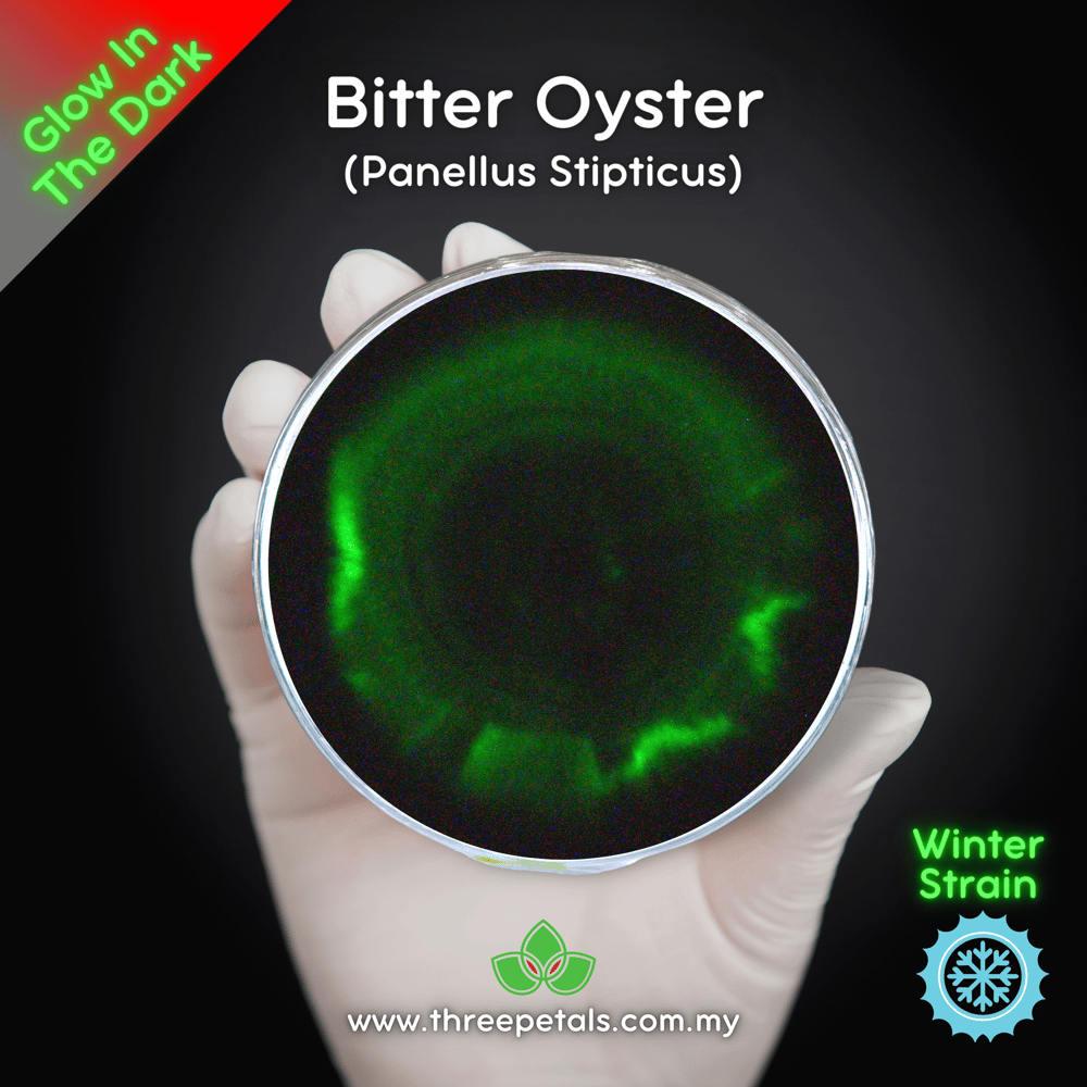 Bitter Oyster (Panellus Stipticus) Live Mycelium Mushroom Culture Spawn Seed