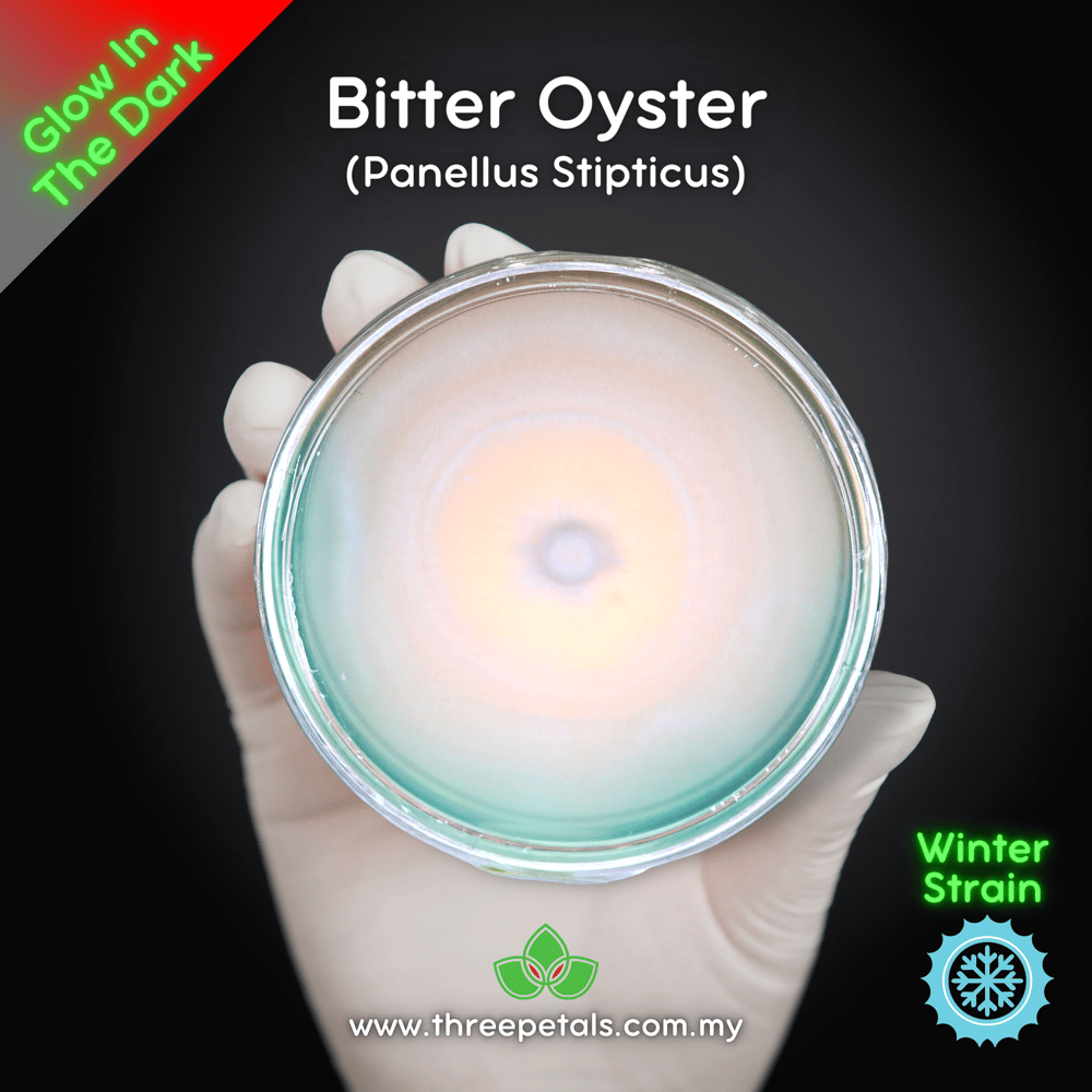 Bitter Oyster (Panellus Stipticus) Live Mycelium Mushroom Culture Spawn Seed