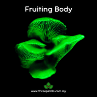 Image 3 of Bitter Oyster (Panellus Stipticus) Live Mycelium Mushroom Culture Spawn Seed